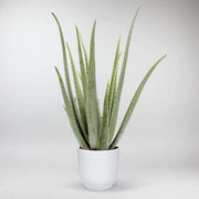 Aloe Vera Succulent - Healing Plant Charm