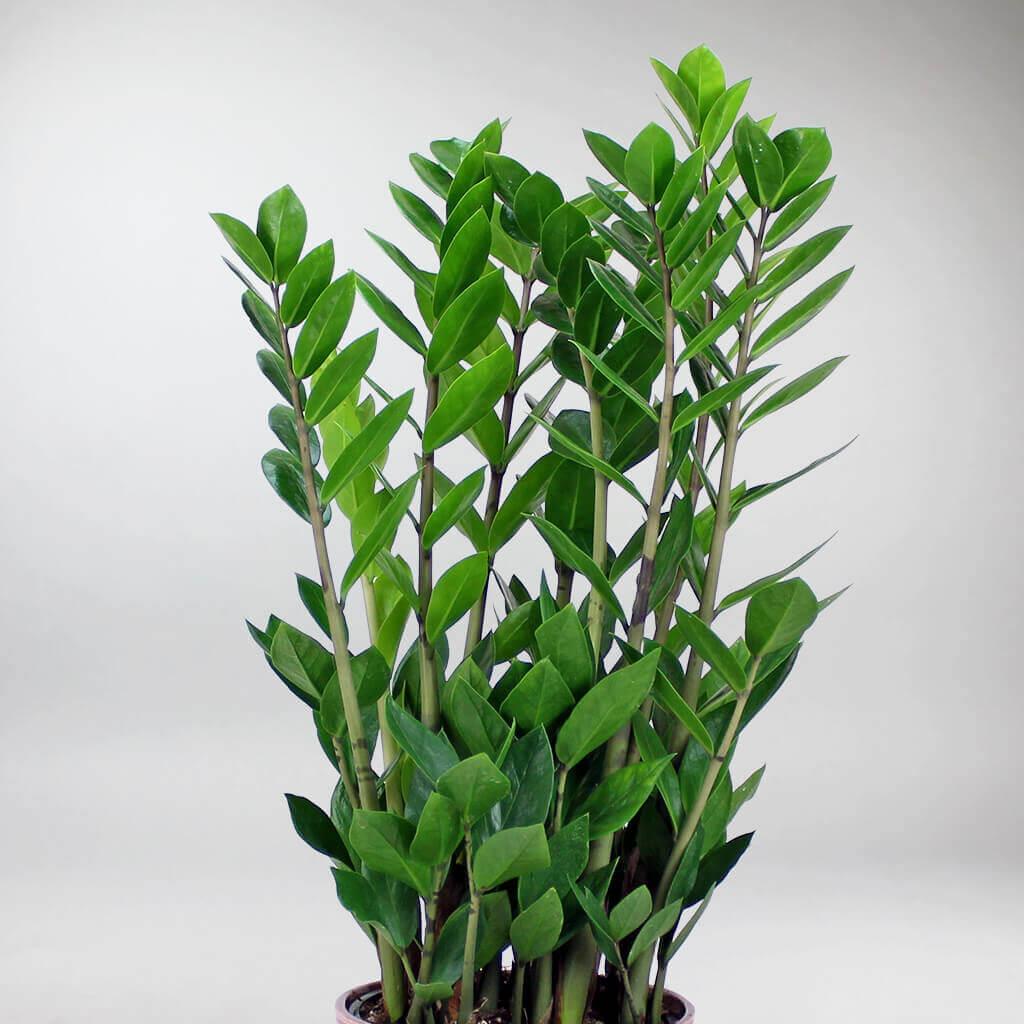 emerald palm plant ZZ Plant – Stylish, Low-Maintenance Houseplant for Any Space – Bloombox Club