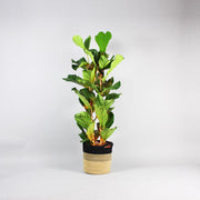 Fiddle Leaf Fig in Basket Tall Plant Elegance