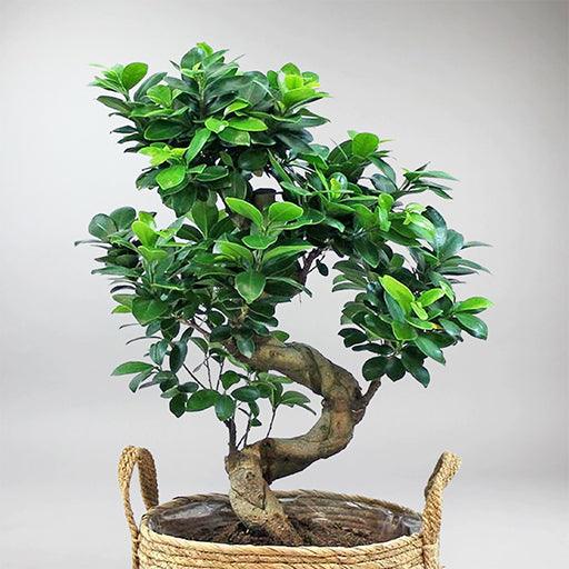 ficus microcarpa ginseng bonsai tree Bonsai Ficus Ginseng
