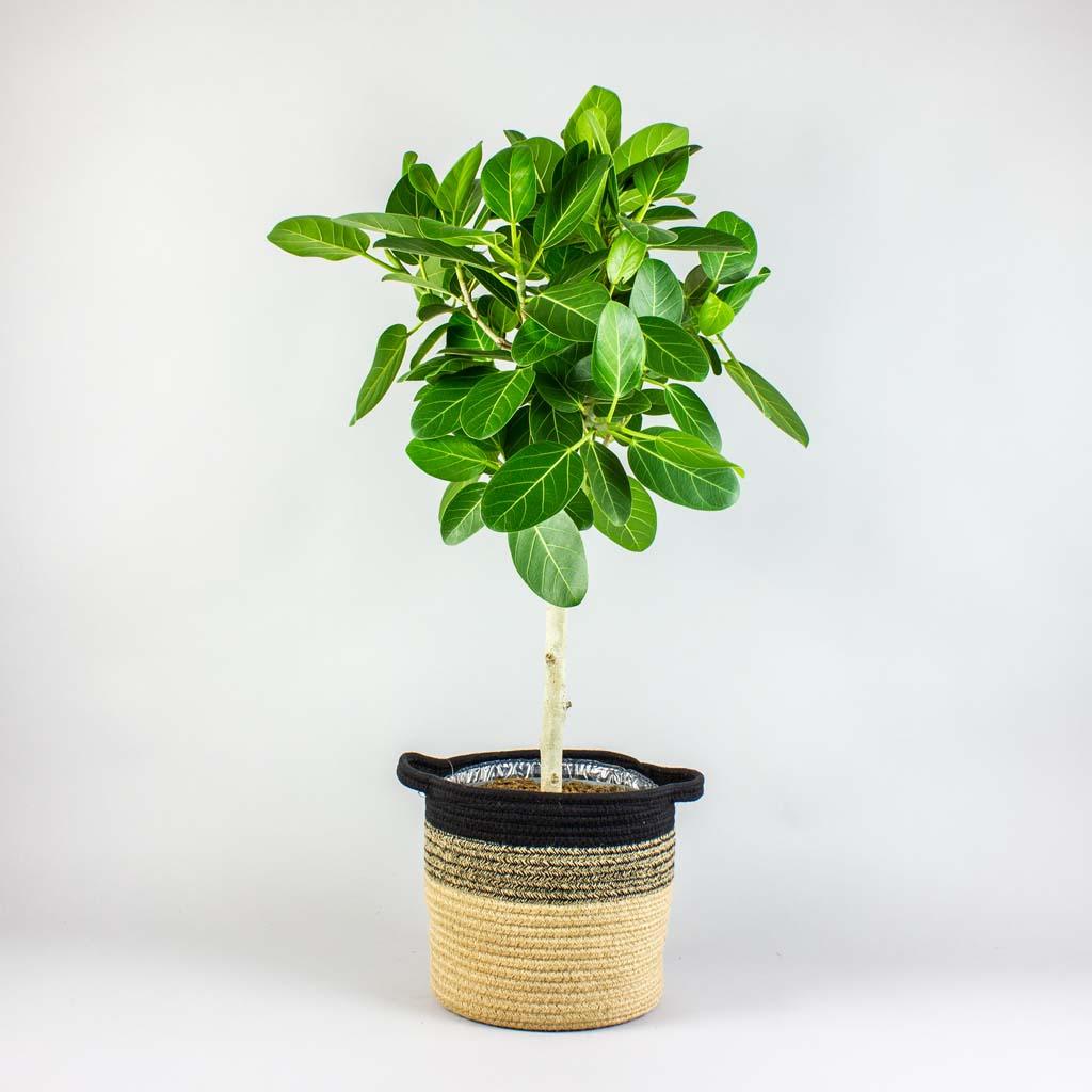 banyan house plant Banyan Tree: Small Tree, Big Impact