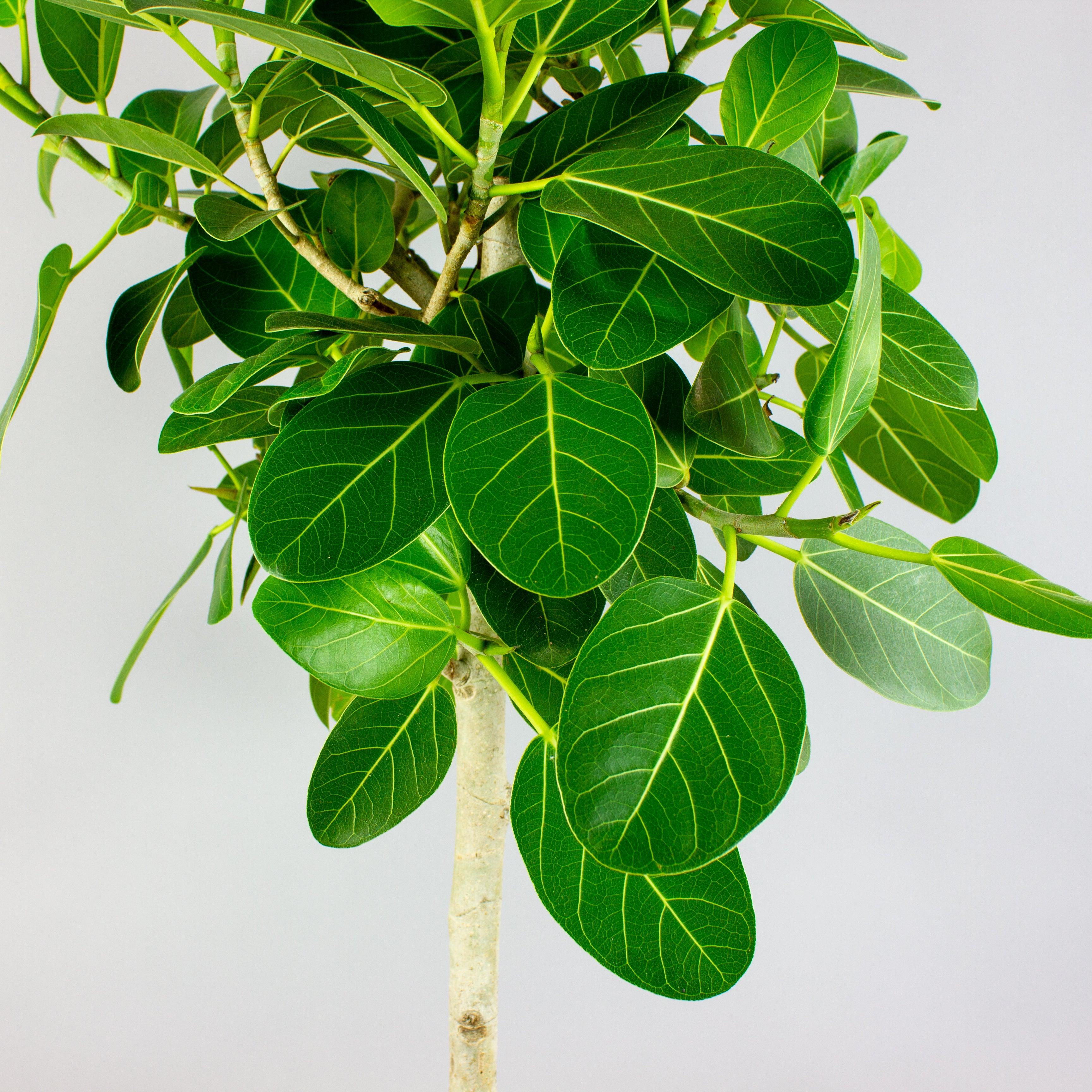 banyan house plant Banyan Tree: Small Tree, Big Impact