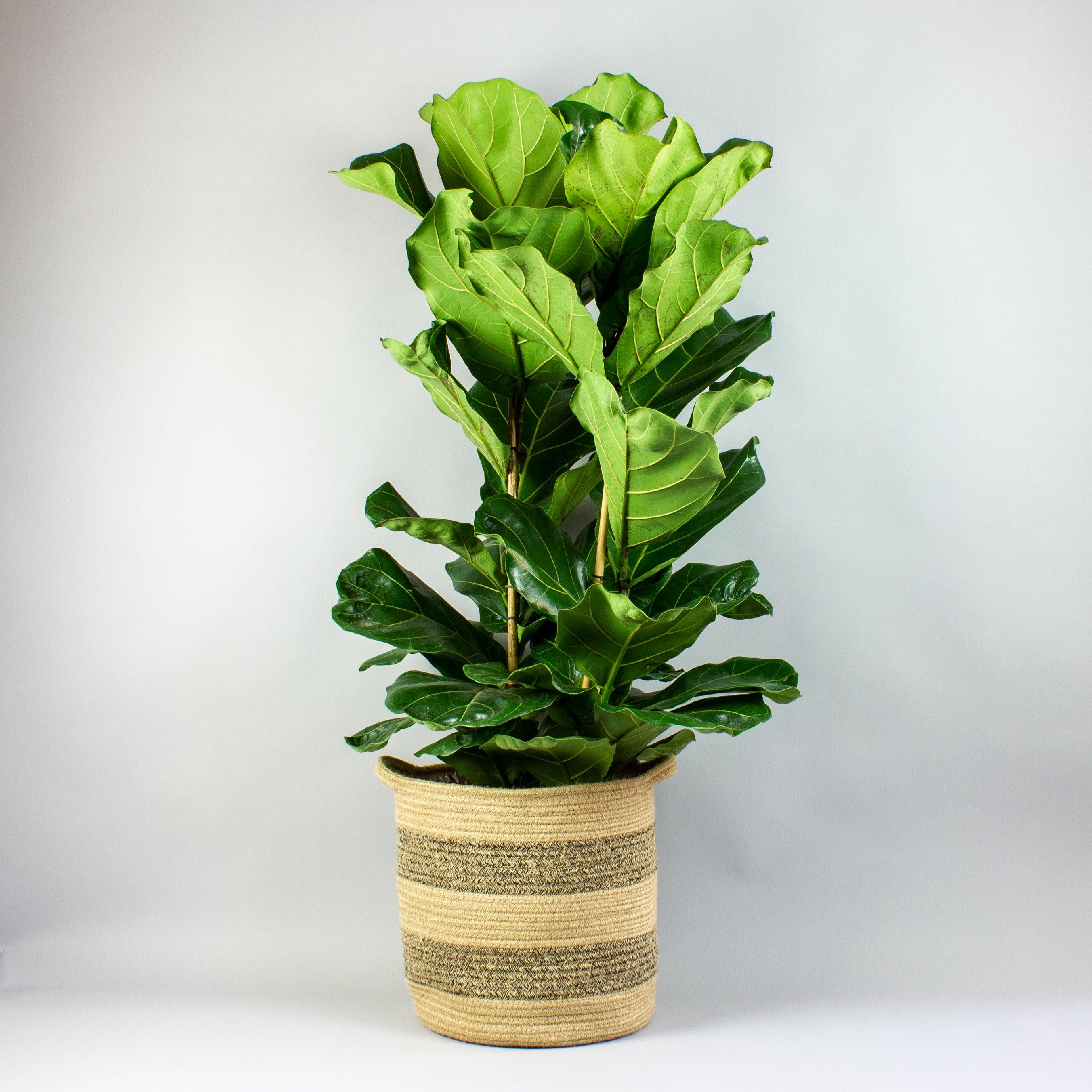 fiddle leaf fig other names Fiddle Leaf Fig – Elegant Ficus Lyrata Delivered Across the UK – Bloombox Club
