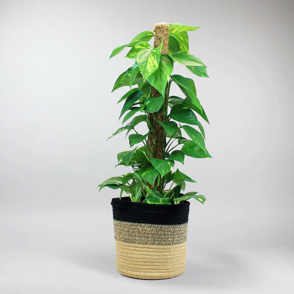 golden pothos on moss pole Epipremnum Aureum: Best Climber Plant, Easy Care & Air Purifying – Bloombox Club