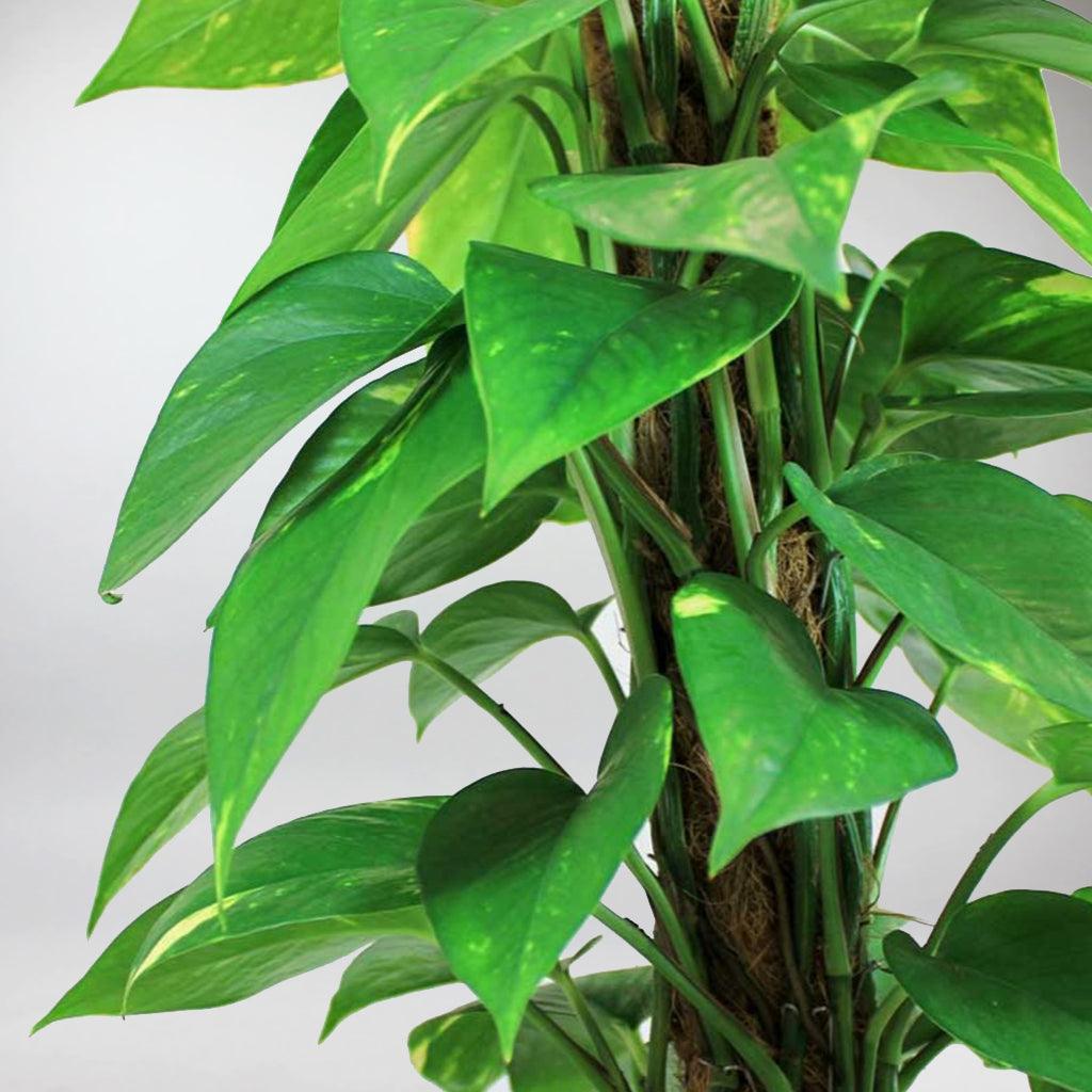 epipremnum aureum moss pole Epipremnum Aureum: Best Climber Plant, Easy Care & Air Purifying – Bloombox Club