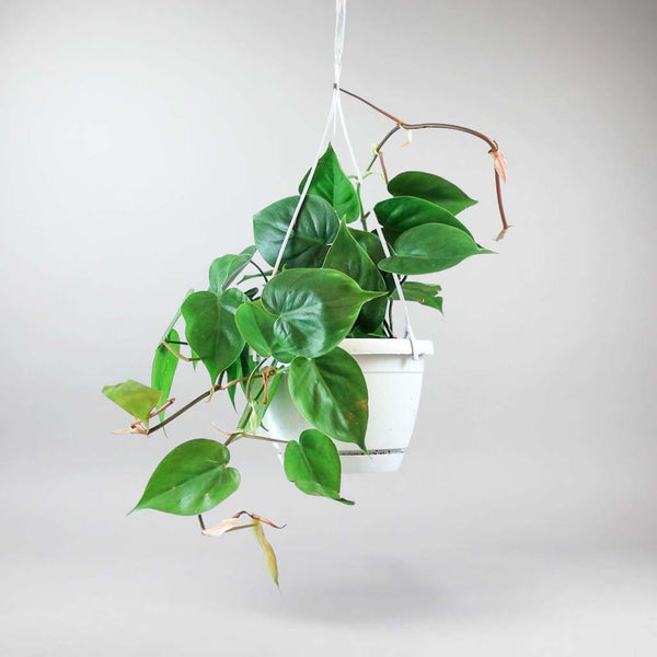 air purifying plant green philodendron scandons Philodendron Green Sweetheart
