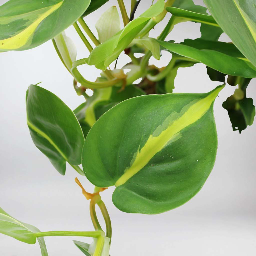 cascading philodendron Philodendron Sweetheart 'Brazil' Set with Hanging Ceramic Pot – Bloombox Club