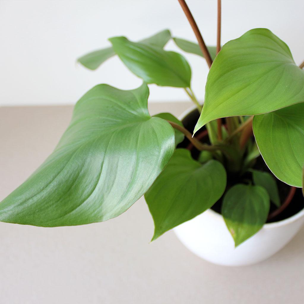 homalomena maggy plant Homalomena Rubescens 'Maggy' – Rare, Exotic, and Easy to Grow – Bloombox Club