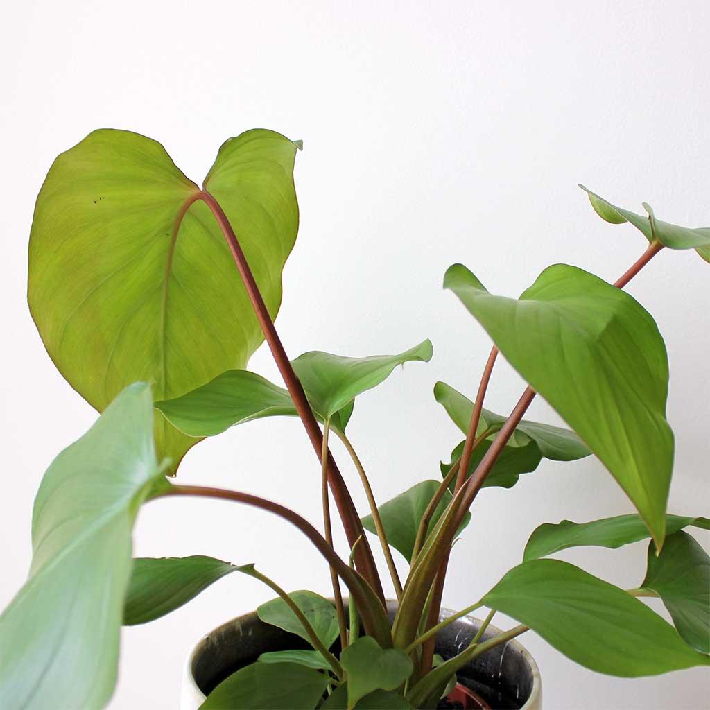philodendron maggie Homalomena Rubescens 'Maggy' – Rare, Exotic, and Easy to Grow – Bloombox Club