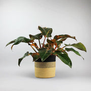 Set: Rare Philodendron 'Imperial', Basket and Fairy Lights