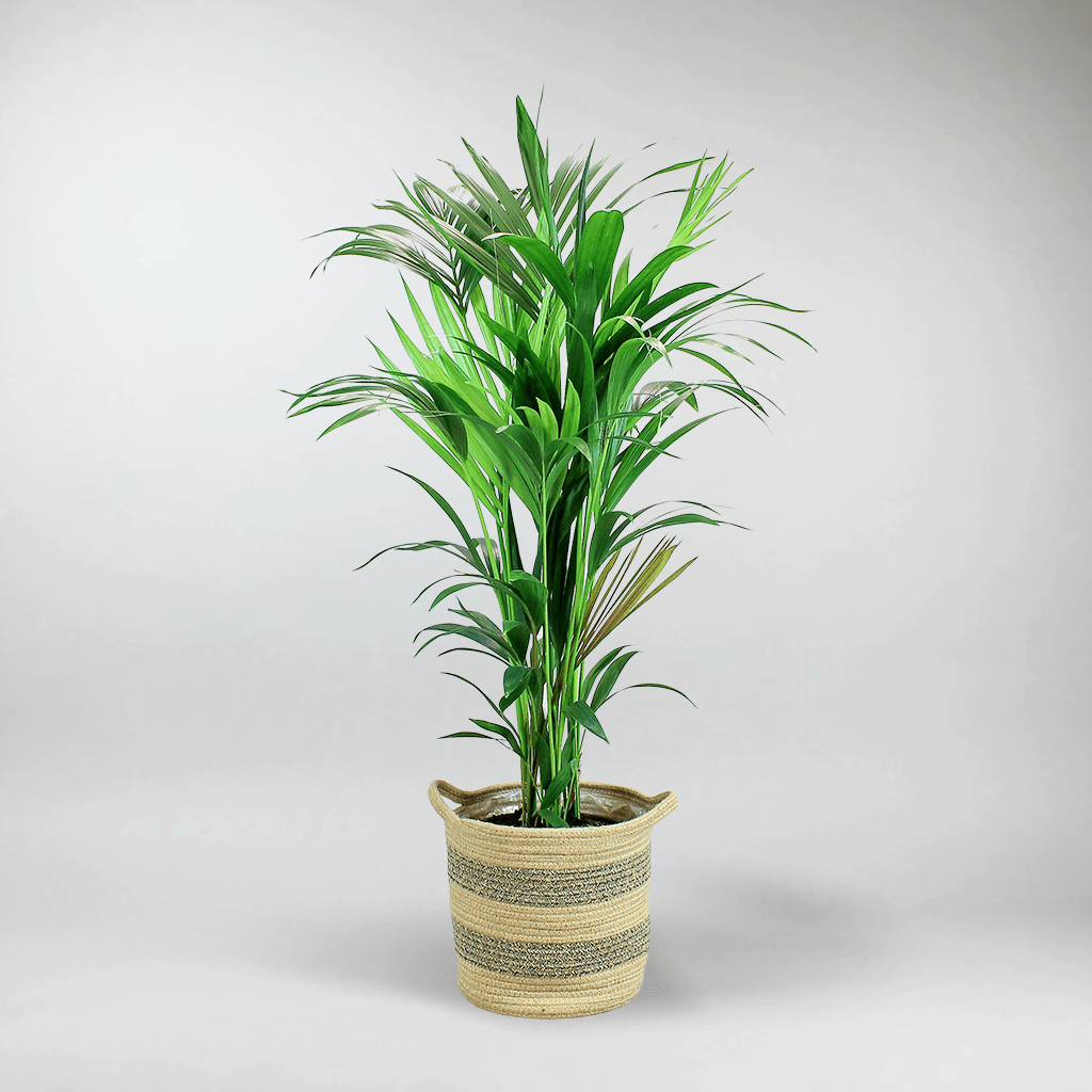 kentia palm indoor plant care Kentia Palm: Low-Maintenance, Pet-Friendly, and Air-Purifying Plant – Bloombox Club