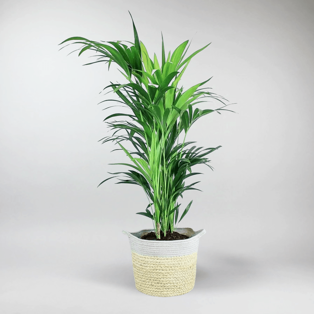 dracaena fragrans lindenii Dracaena fragrans 'Lemon Lime' main image 0