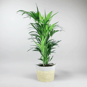 Kentia Palm | Howea Forsteriana - Bloombox Club