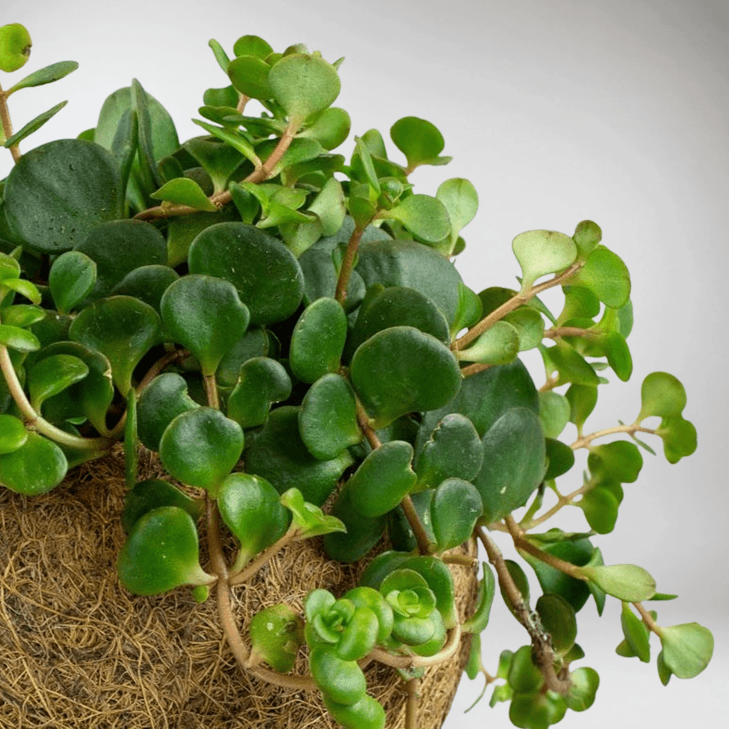 tundra tornado succulent Sedum Makinoi Tornado & Eco Coconut Pot: Low-Maintenance Succulent – Bloombox Club