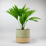 Footstool Palm | Livistona Rotundifolia