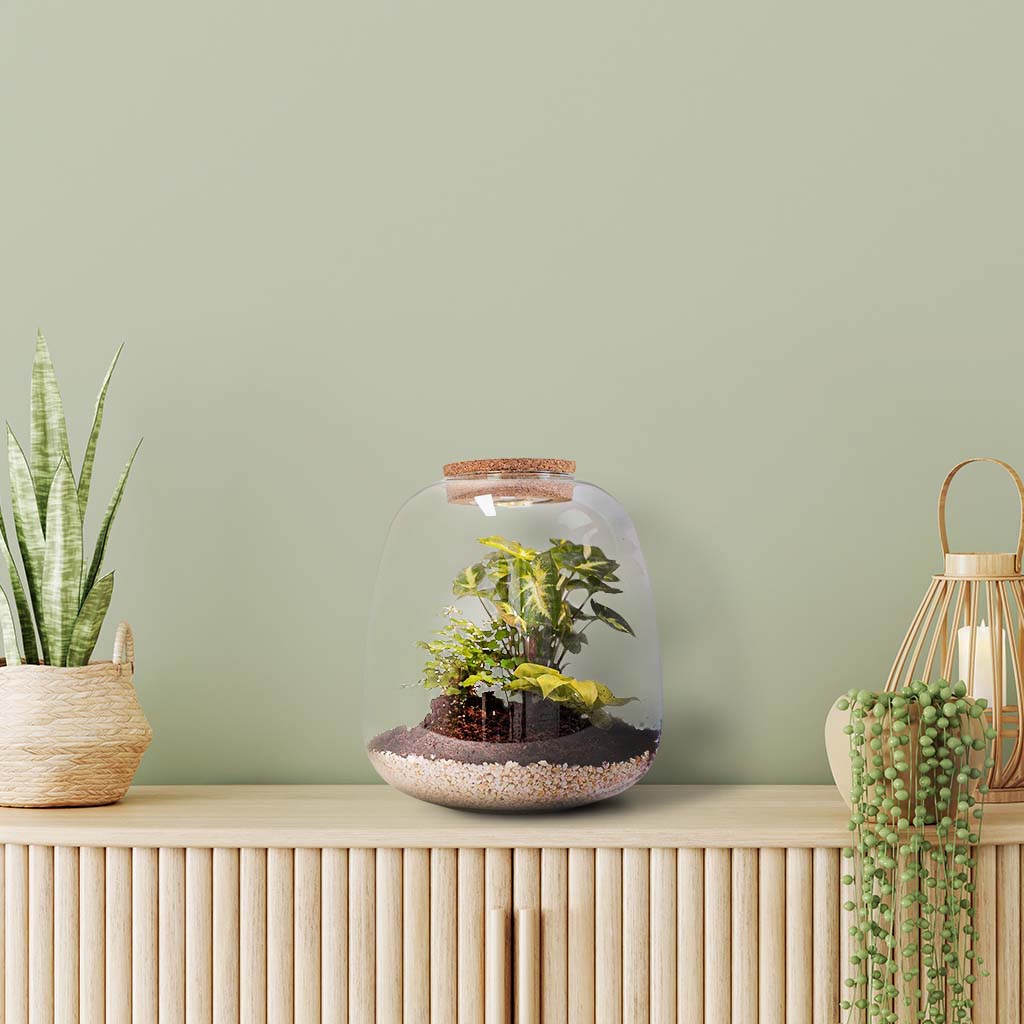 Create a Tropical Mini-Ecosystem with a Stunning Terrarium Kit ...