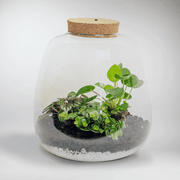 Miniature Ecosystem: Jungle Plant Terrarium DIY Kit tiny Nature 