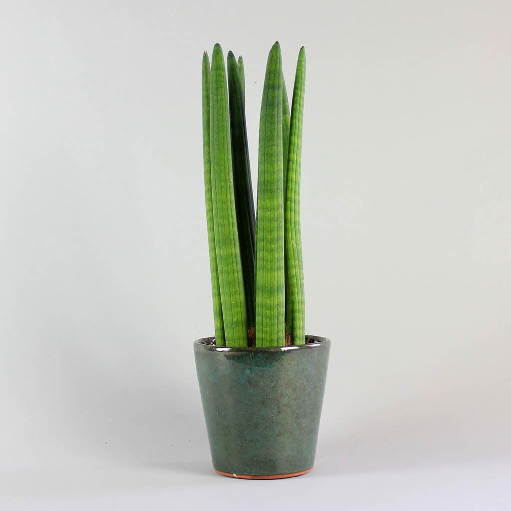 cylinder snake plant care Cylindrical Snake Plant