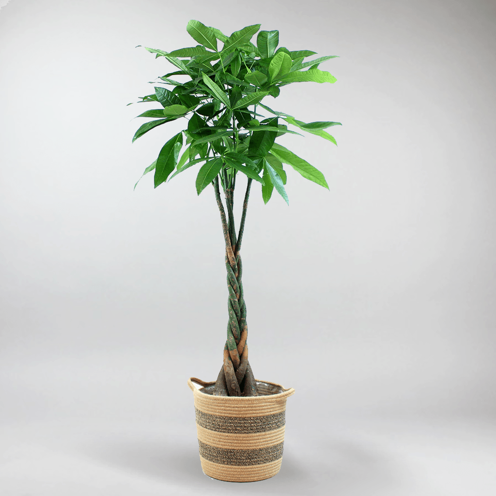 indian money plant in english Money Tree Indoor Plant