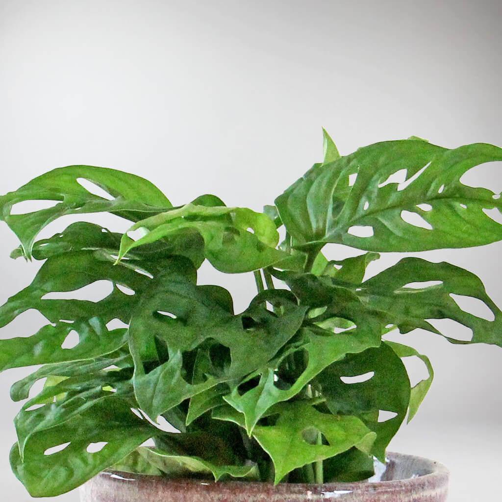 25 40cm monstera adansonii monkey mask 11cm pot house plant Monstera Monkey Mask Plant
