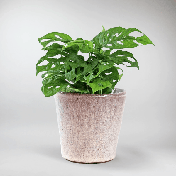 monkey house plant Monstera Monkey Mask Plant