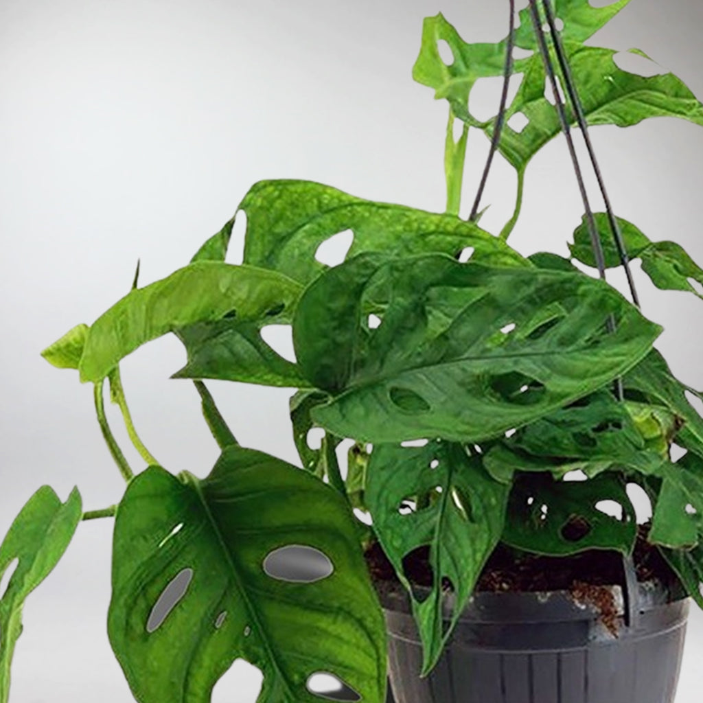 hanging roots plant Monstera Adansonii | Hanging Monkey Mask Monstera