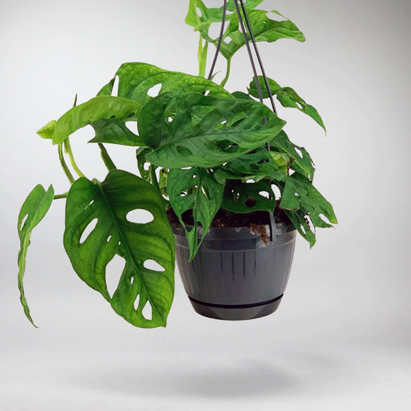 25 40cm monstera adansonii monkey mask 12cm pot house plant Monstera Adansonii | Hanging Monkey Mask Monstera
