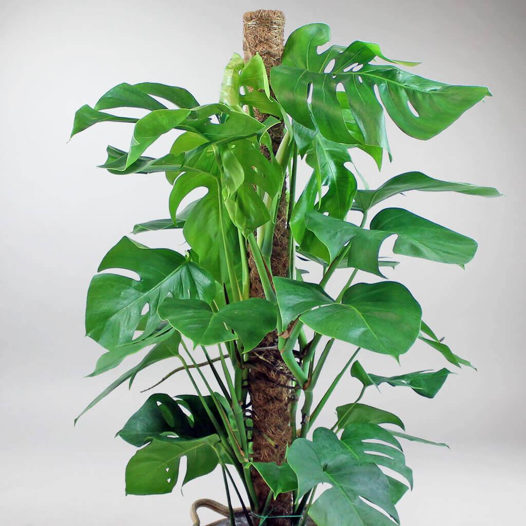 swiss cheese plant tall Tall Swiss Cheese Plant with Moss Pole