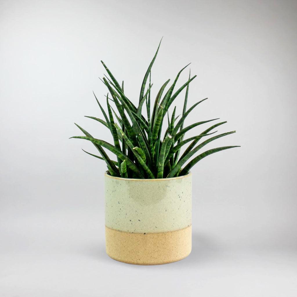 mini snake plant sucxulent Rare Mikado Snake Plant: Exotic Succulent for Dry Climates – Bloombox Club