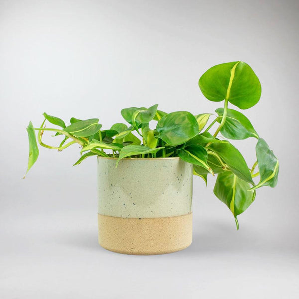 philodendron sweetheart vine Philodendron 'Sweetheart Brazil' – Lush, Easy-Care Trailing Plant –  Bloombox Club