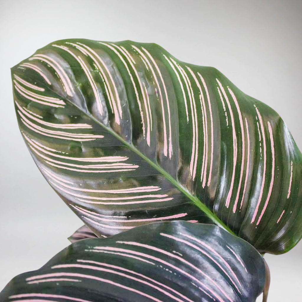 house plant with pink stripes on leaves Calathea Pink Ornata Plant