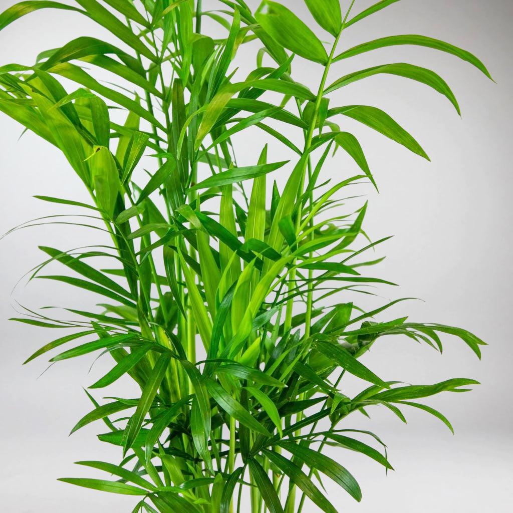 parlor palm flower Parlour Palms:| Victorian-Era Pet-Friendly Chamaedorea Elegans – Bloombox Club