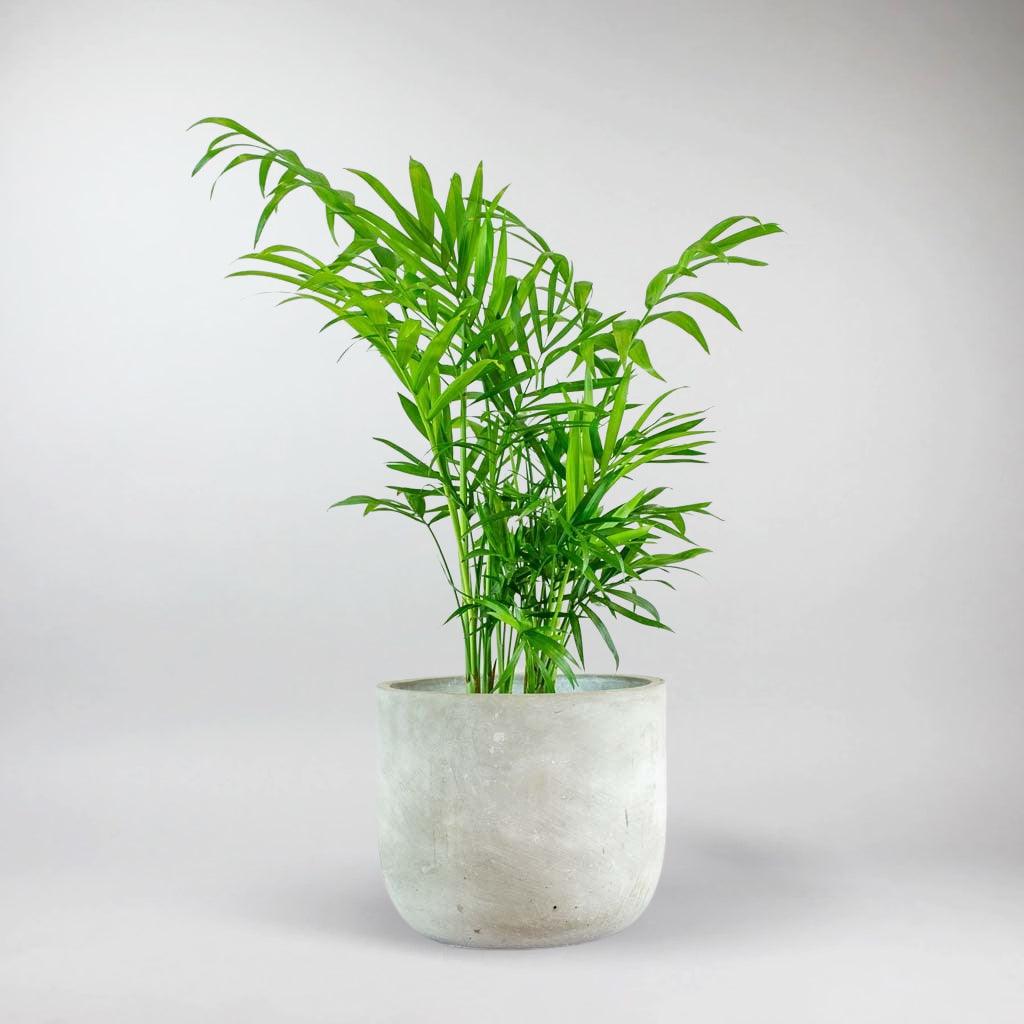 parlor palm indoor plant Parlour Palms:| Victorian-Era Pet-Friendly Chamaedorea Elegans – Bloombox Club