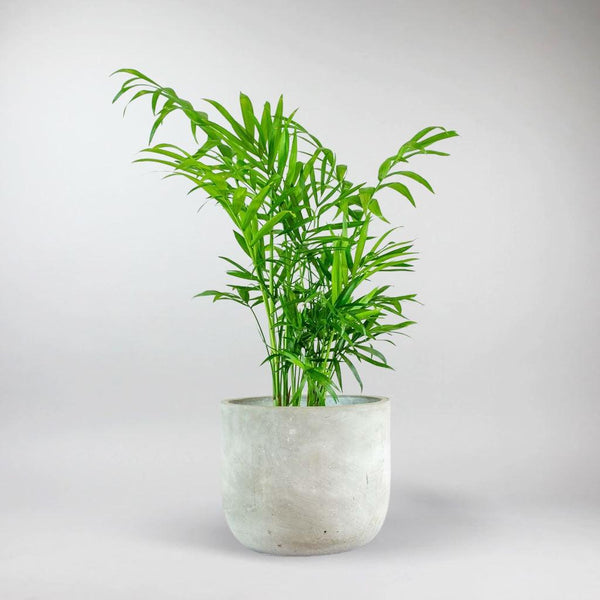 victorian parlor palm - chamaedorea Parlour Palms:| Victorian-Era Pet-Friendly Chamaedorea Elegans – Bloombox Club