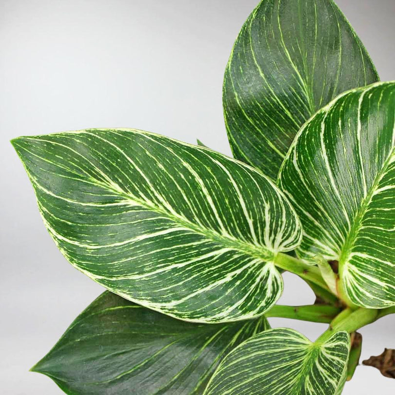 Philodendron Birkin 'White Wave': Rare Fractal Patterned Houseplant ...