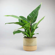 Set: Philodendron 'Imperial Green' with Sandstorm Pot