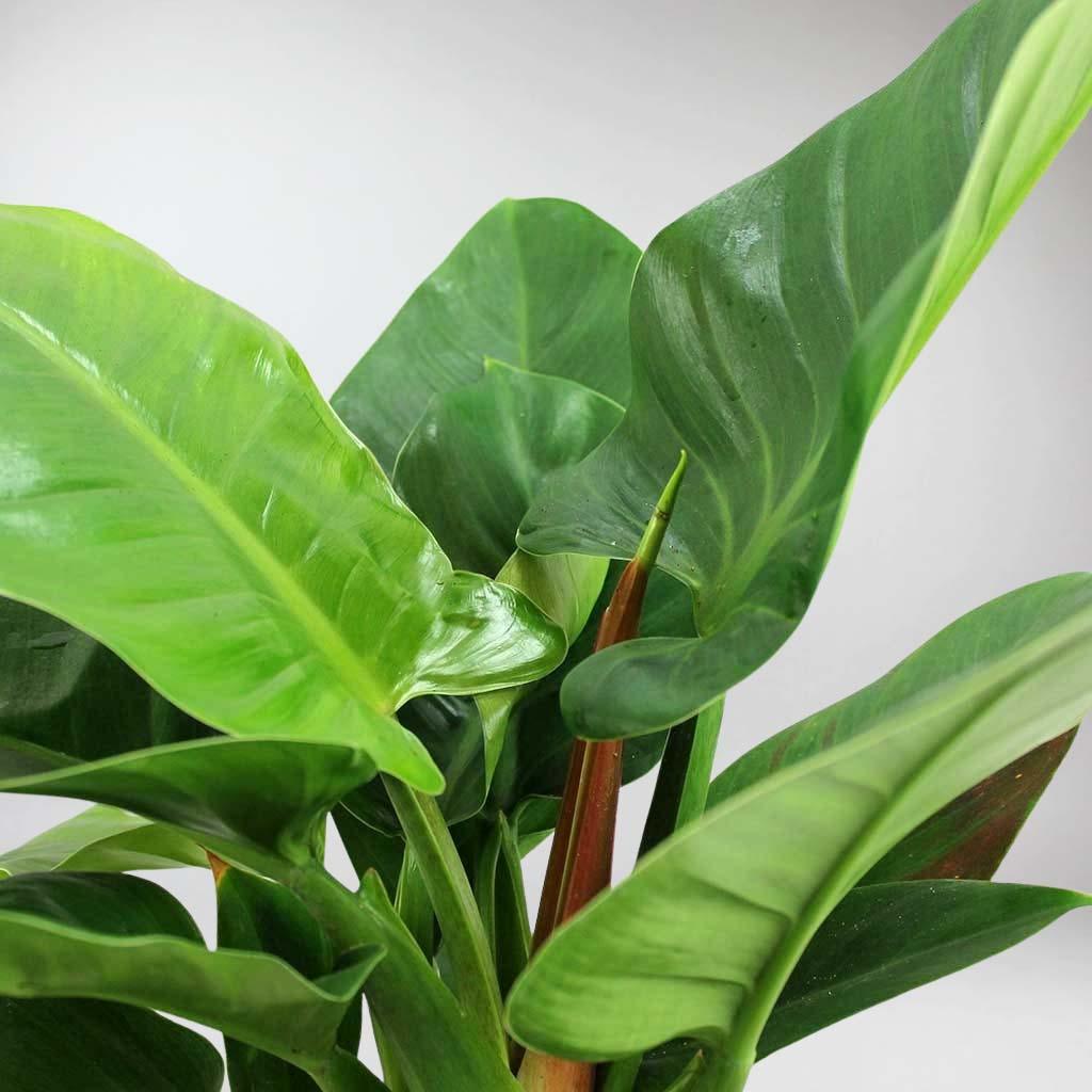 Philodendron Imperial Green: Refreshing Tropical Elegance for Your Home ...