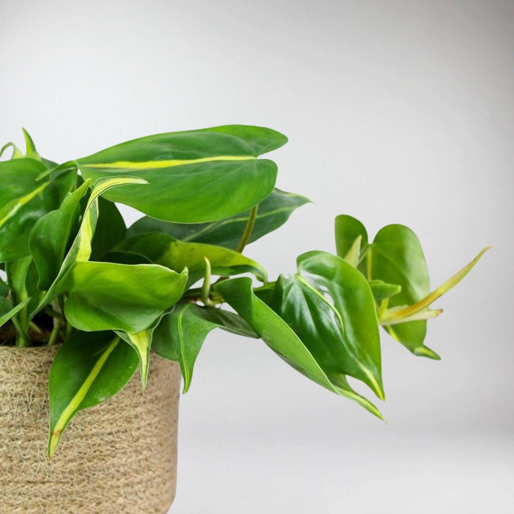 philodendron sweetheart Philodendron 'Sweetheart Brazil' – Lush, Easy-Care Trailing Plant – Bloombox Club