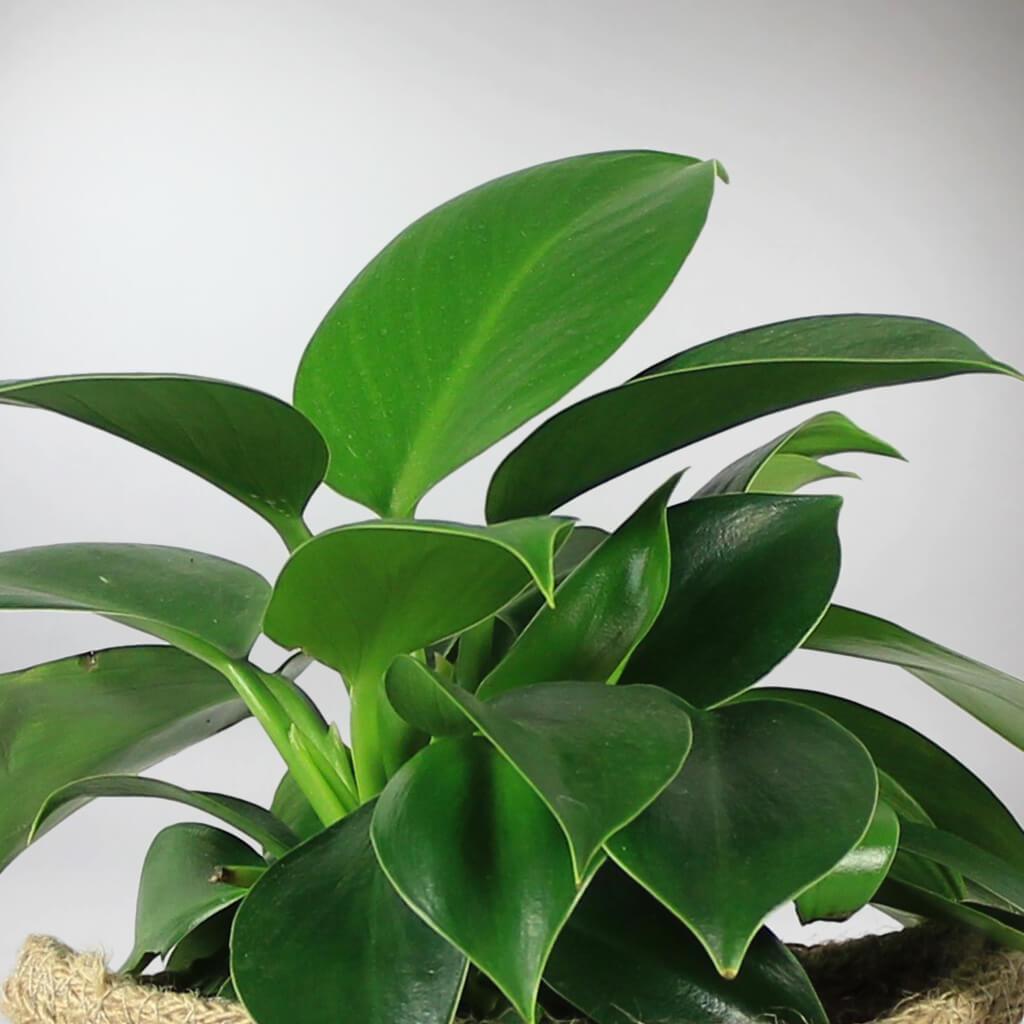 philodendron green princess big Philodendron Green Princess: Compact, Glossy, Low-Maintenance Plant – Bloombox Club