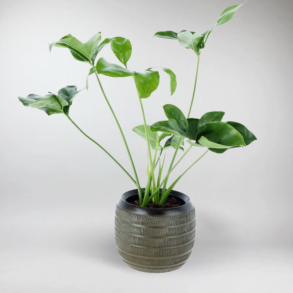 philodendron goeldii green wonder Rare Philodendron Green Wonder: Exotic Beauty for Your Home – Bloombox Club