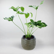 Large Philodendron Green Wonder | Philodendron Goeldii 'Green Wonder' - Bloombox Club