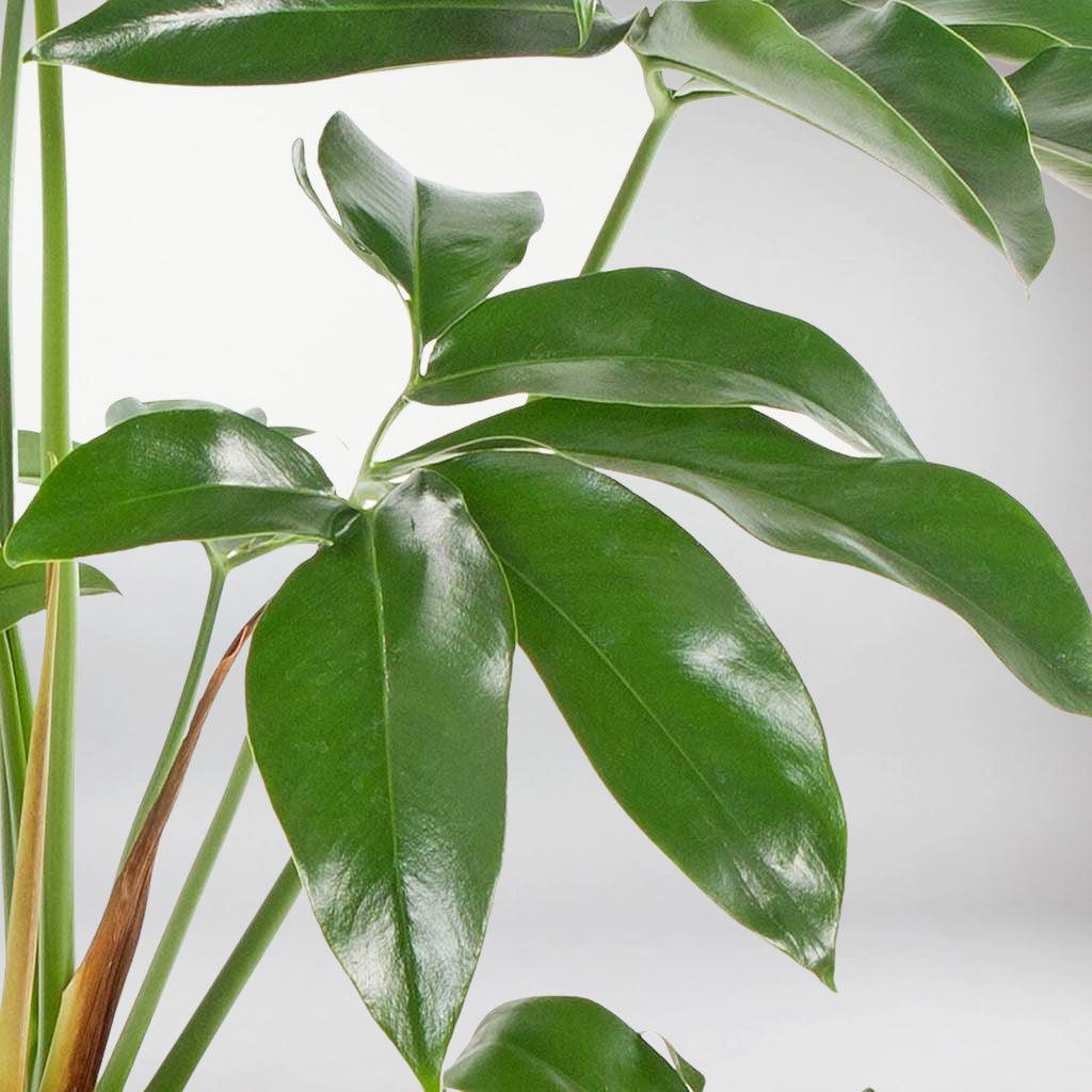 philodendron green wonder goeldii Rare Philodendron Green Wonder: Exotic Beauty for Your Home – Bloombox Club