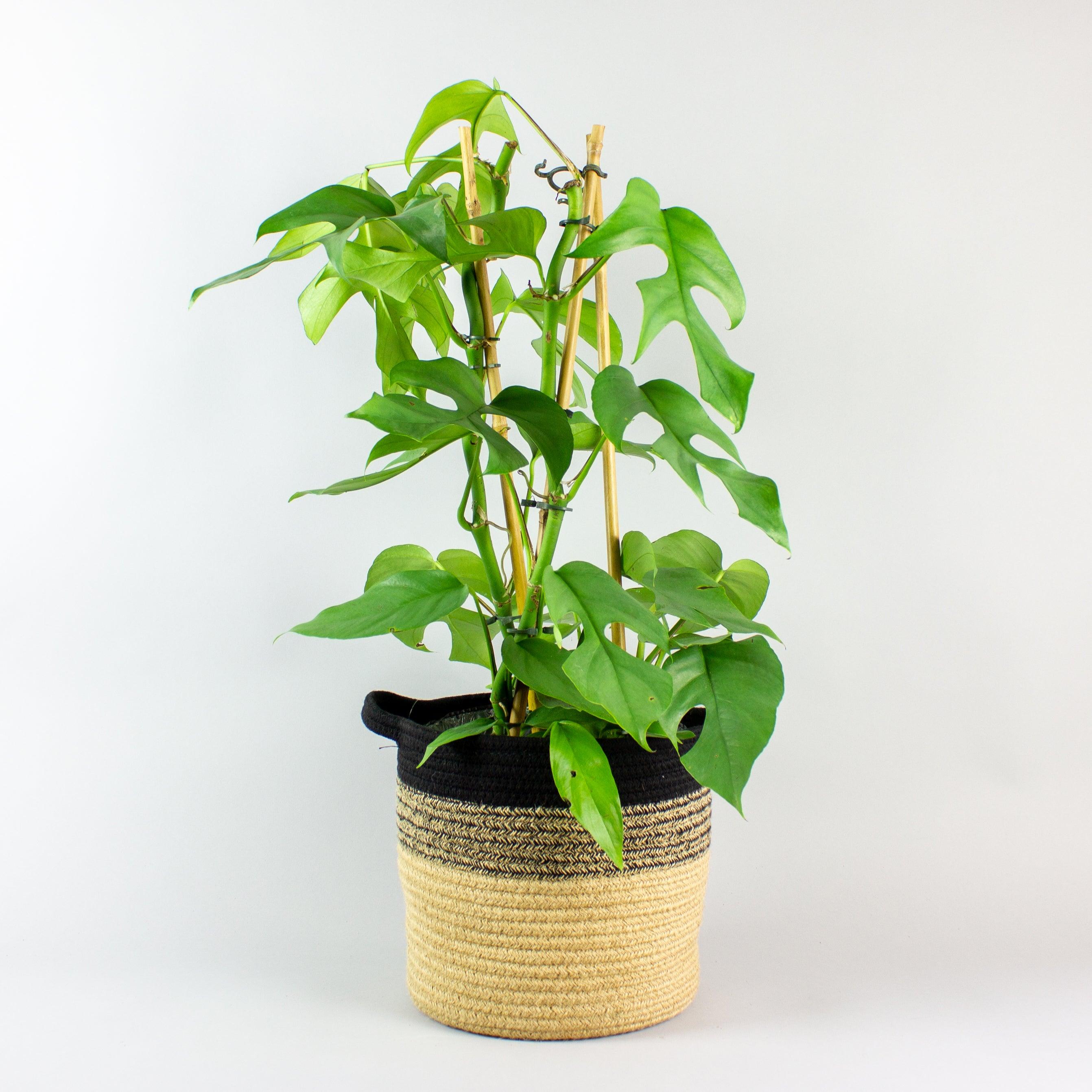 philodendron monstera minima Rhaphidophora Tetrasperma – Compact Monstera Minima for Your Home – Bloombox Club