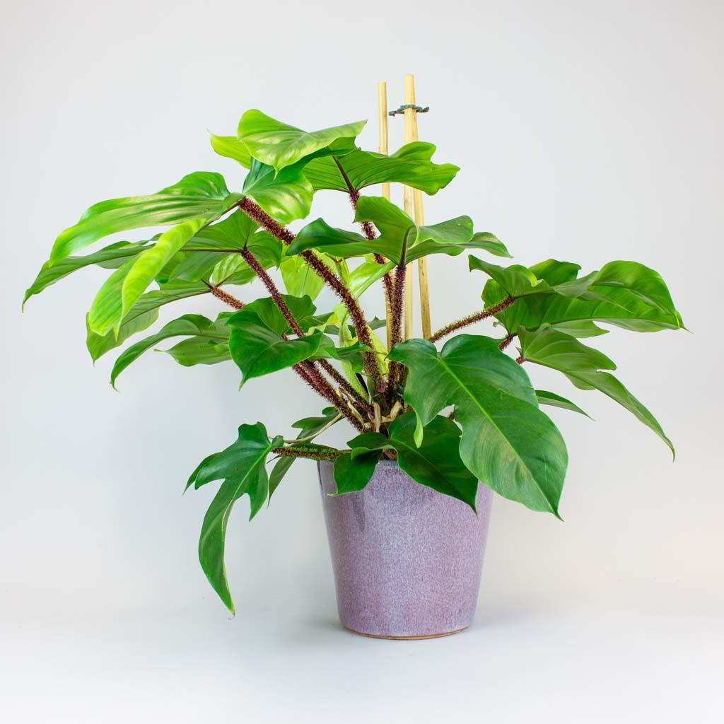 philodendron klimplant Philodendron Tree Hugger: Rare Climbing Plant with Frame – Bloombox Club