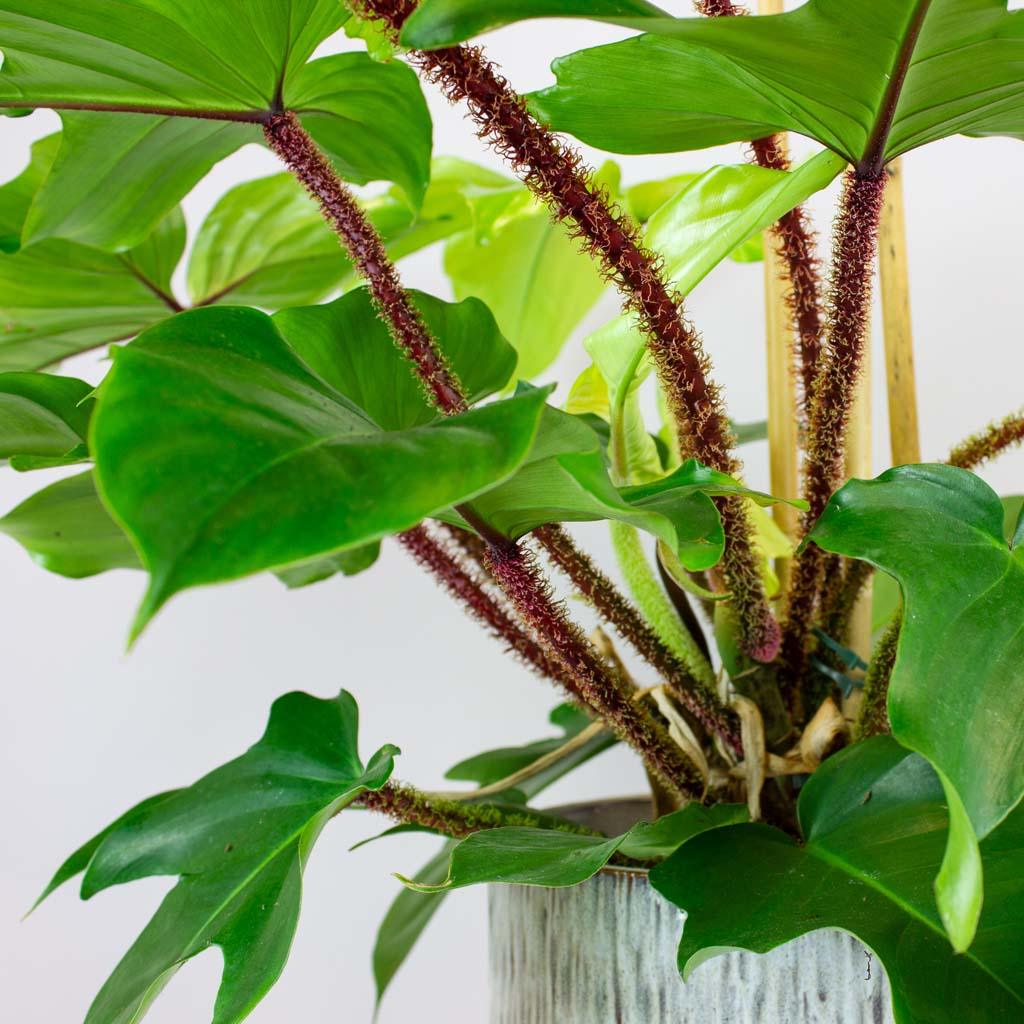 philodendron spiky stem Philodendron Tree Hugger: Rare Climbing Plant with Frame – Bloombox Club