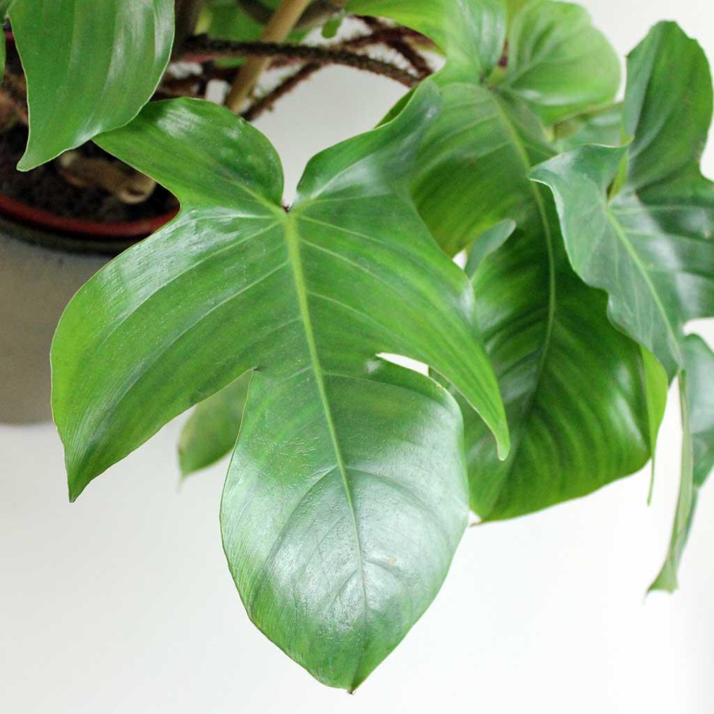 philodendron ayung Philodendron Tree Hugger: Rare Climbing Plant with Frame – Bloombox Club