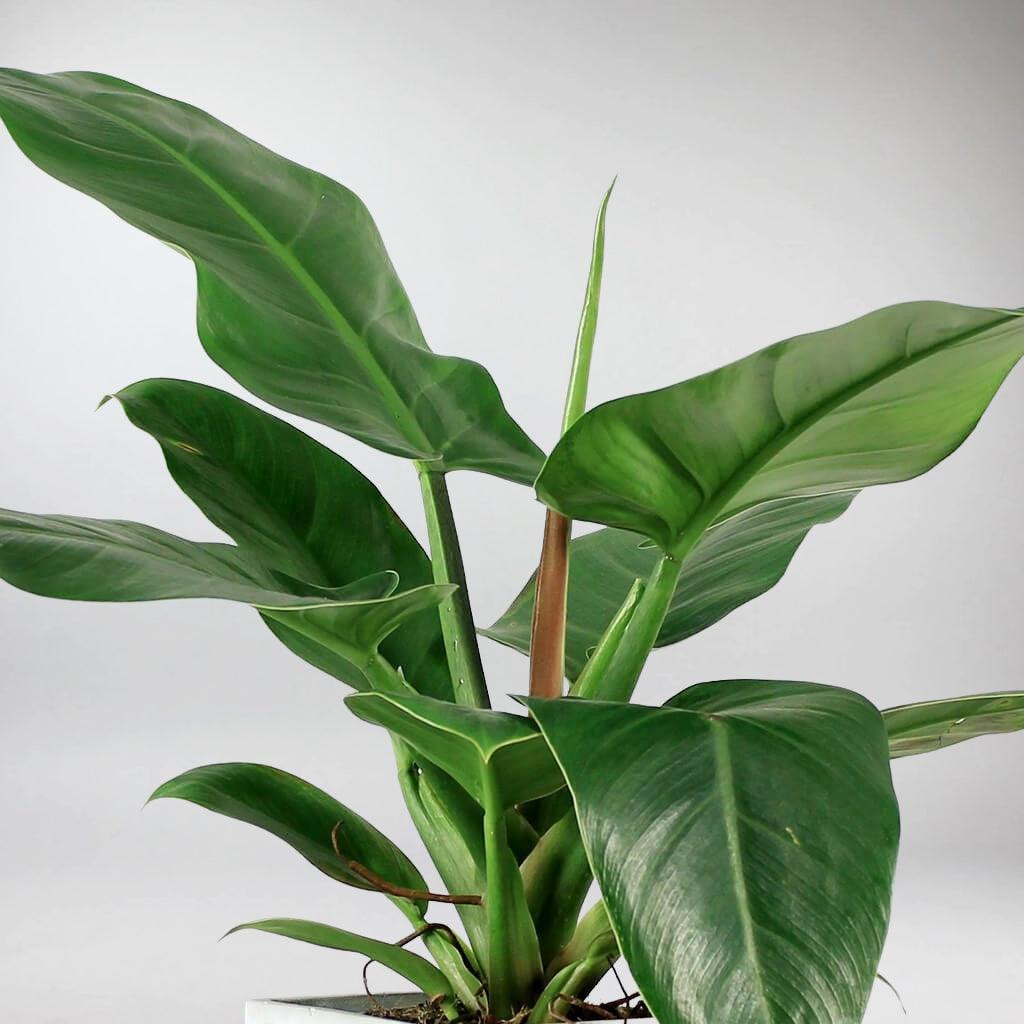 philodendron imperial green pflege Philodendron Imperial Green Plant