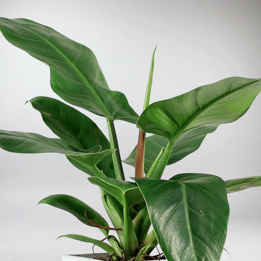 Philodendron Imperial Green: Refreshing Tropical Elegance for Your Home ...