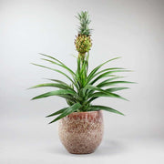 Set: Pineapple Plant with Glazed Pot  | Ananas comosus 'Amigo' with Sweetpea Pot Small