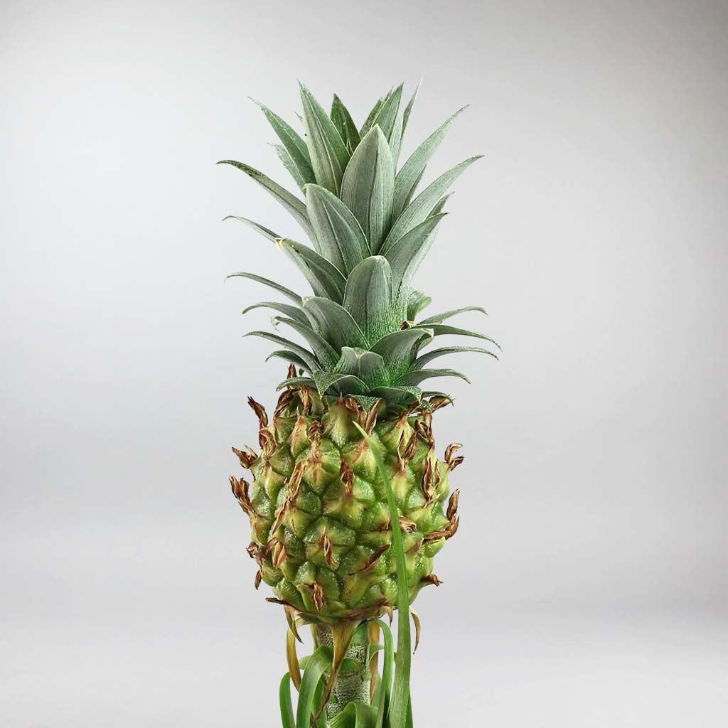 pineapple companion plants Pineapple Plant